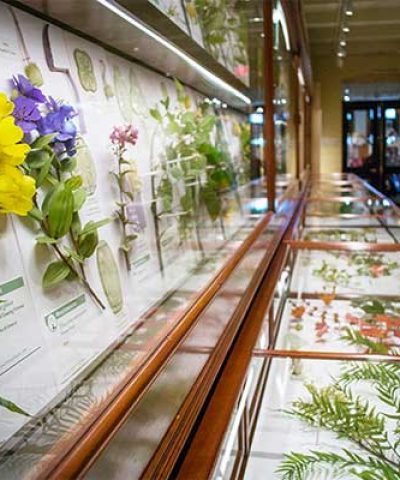 harvardmuseumnh_600wide1